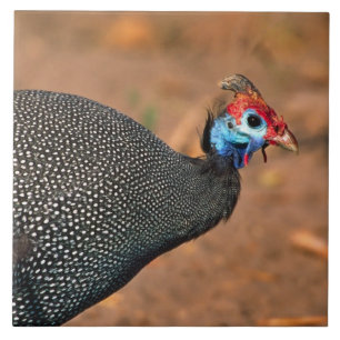 Perlhuhn (Numida meleagris). Afrika, Fliese