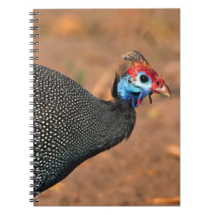 Perlhuhn (Numida meleagris). Afrika, Notizblock
