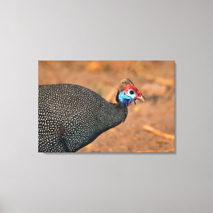 Perlhühner (Numida meleagris). Afrika, Leinwanddruck