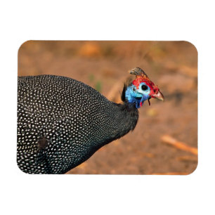 Perlhühner (Numida meleagris). Afrika, Magnet
