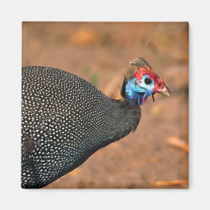 Perlhühner (Numida meleagris). Afrika, Magnet