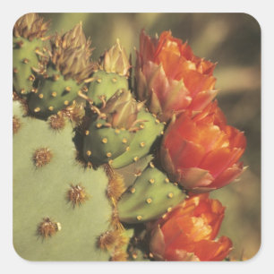 Perlkaktus in Blüte, Arizona-Sonora 2 Quadratischer Aufkleber