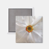 Perlweiße Narzisse Magnet (Vorderseite/Rückseite)