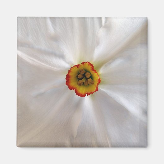 Perlweiße Narzisse Magnet (Vorne)