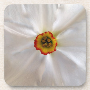 Perlweiße Narzisse Untersetzer