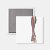 Peroneus Longus Magnet (Vorderseite/Rückseite)