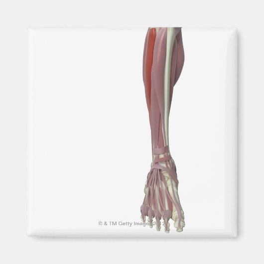 Peroneus Longus Magnet (Vorne)