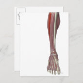 Peroneus Longus Postkarte (Vorne/Hinten)