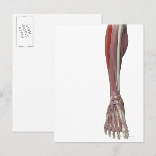 Peroneus Longus Postkarte (Vorne/Hinten)