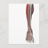 Peroneus Longus Postkarte (Vorderseite)