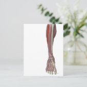 Peroneus Longus Postkarte (Stehend Vorderseite)
