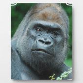 Perplexie Gorilla Fotoplatte (Vorderseite)