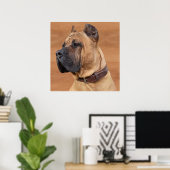 Perro de Presa Canario - Dogo Canario Poster (Heimbüro)