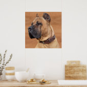 Perro de Presa Canario - Dogo Canario Poster (Küche)