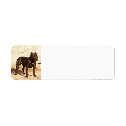 Perro de Pressa Canerio full (Vorne)