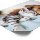 Perro y Gato Poster (Ecke)