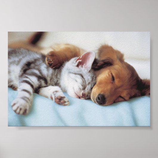 Perro y Gato Poster (Vorne)
