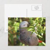 Perroket Postkarte (Vorne/Hinten)