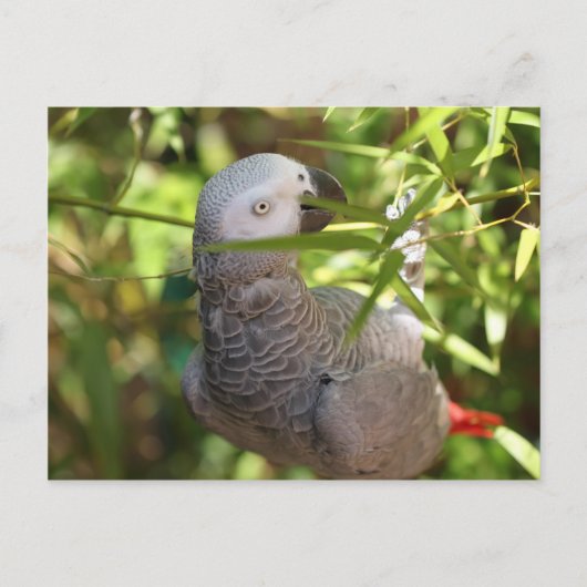 Perroket Postkarte (Vorderseite)