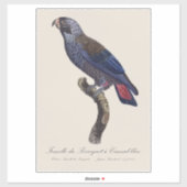 Perroquet a Camail bleu / Dusky Papagei Aufkleber (Blatt)