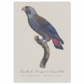 Perroquet a Camail bleu / Dusky Papagei Aufkleber (Vorderseite)