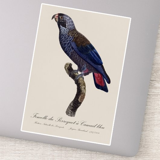 Perroquet a Camail bleu / Dusky Papagei Aufkleber