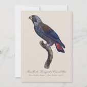 Perroquet a Camail bleu / Dusky Papagei Dankeskarte (Vorderseite)