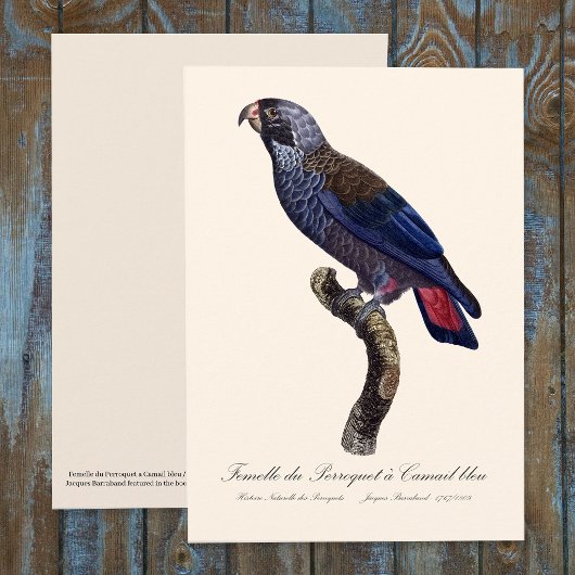 Perroquet a Camail bleu / Dusky Papagei Dankeskarte