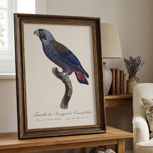 Perroquet a Camail bleu / Dusky Papagei Fotodruck