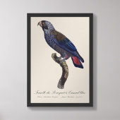 Perroquet a Camail bleu / Dusky Papagei Fotodruck