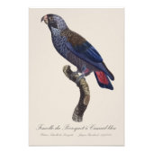 Perroquet a Camail bleu / Dusky Papagei Fotodruck (Vorne)
