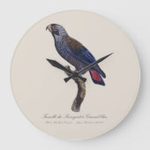 Perroquet a Camail bleu / Dusky Papagei Große Wanduhr (Vorderseite)