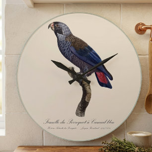Perroquet a Camail bleu / Dusky Papagei Große Wanduhr