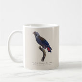 Perroquet a Camail bleu / Dusky Papagei Kaffeetasse (Links)