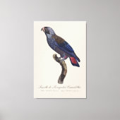 Perroquet a Camail bleu / Dusky Papagei Leinwanddruck (Vorderseite)