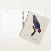 Perroquet a Camail bleu / Dusky Papagei Planer (Anzeige)
