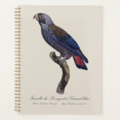 Perroquet a Camail bleu / Dusky Papagei Planer (Vorderseite)