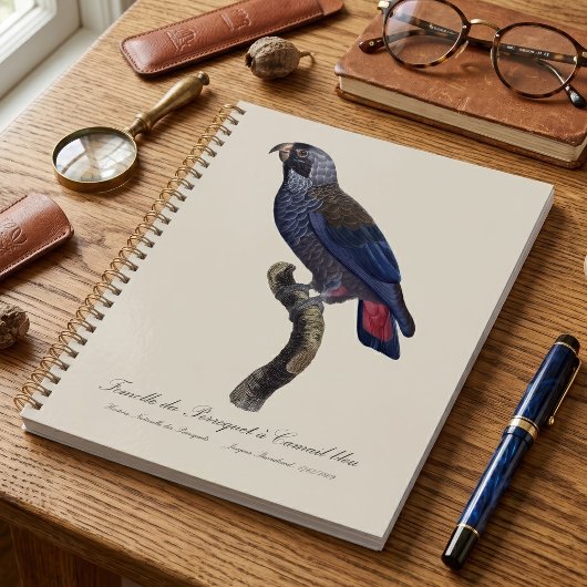 Perroquet a Camail bleu / Dusky Papagei Planer