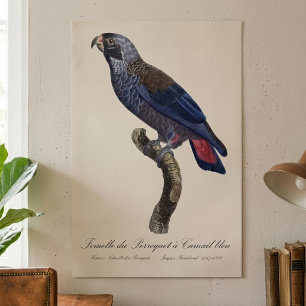 Perroquet a Camail bleu / Dusky Papagei Poster