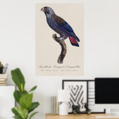 Perroquet a Camail bleu / Dusky Papagei Poster (Heimbüro)