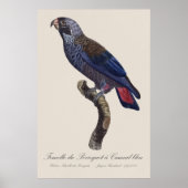Perroquet a Camail bleu / Dusky Papagei Poster (Vorne)