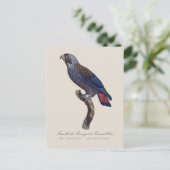 Perroquet a Camail bleu / Dusky Papagei Postkarte (Stehend Vorderseite)