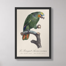 Perroquet Aourou-couraou / Orangenflügeltes Amazon Fotodruck