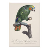 Perroquet Aourou-couraou / Orangenflügeltes Amazon Fotodruck (Vorne)