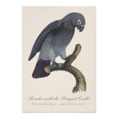 Perroquet Cendre/Timneh-Papagei Fotodruck (Vorne)