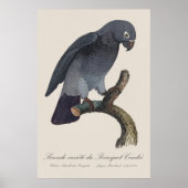 Perroquet Cendre/Timneh-Papagei Poster (Vorne)
