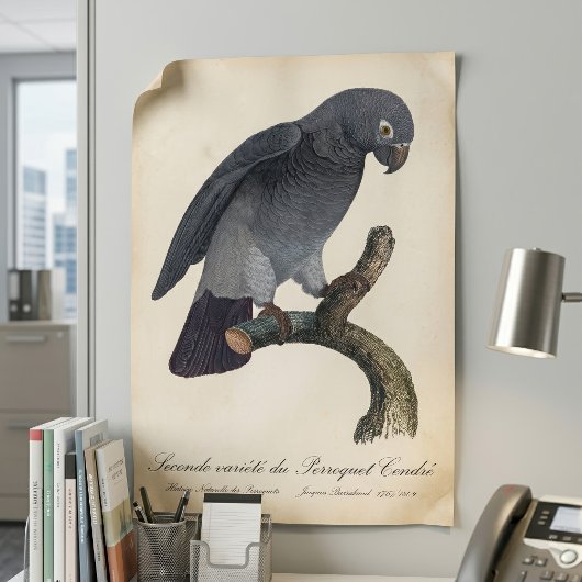 Perroquet Cendre/Timneh-Papagei Poster