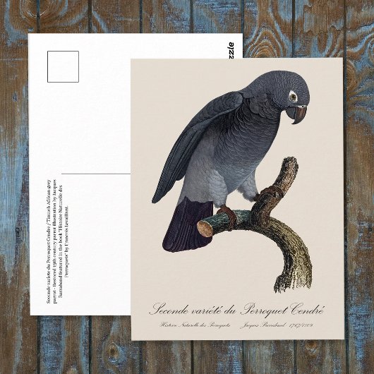 Perroquet Cendre/Timneh-Papagei Postkarte