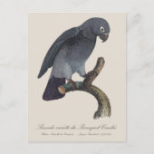 Perroquet Cendre/Timneh-Papagei Postkarte (Vorderseite)