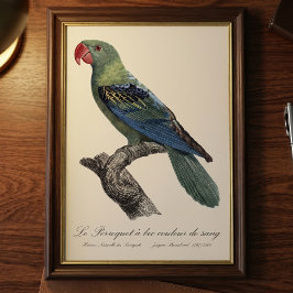 Perroquet ein Béc Couleur sang / Großschnabelpapag Fotodruck